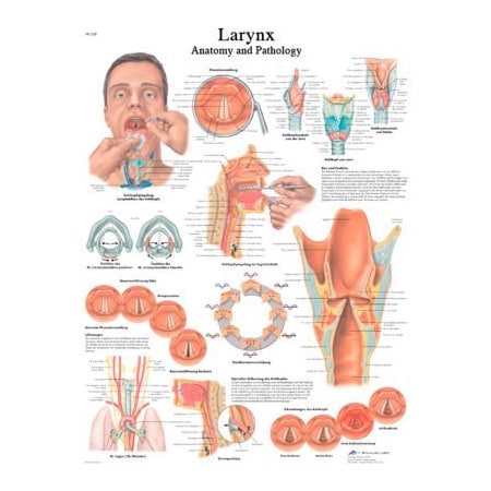 Fabrication Enterprises 3B Anatomical Chart - Larynx, Laminated 12-4612L